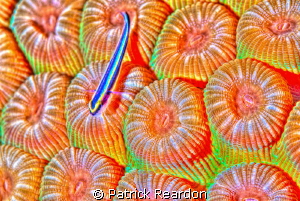 HDR toning applied to goby on corals. by Patrick Reardon 